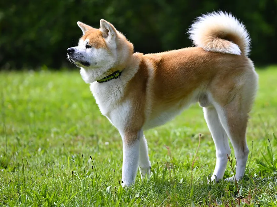 Akita (akita inu): foto de um cachorro da raça