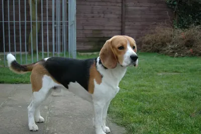 Beagle, foto de exemplo