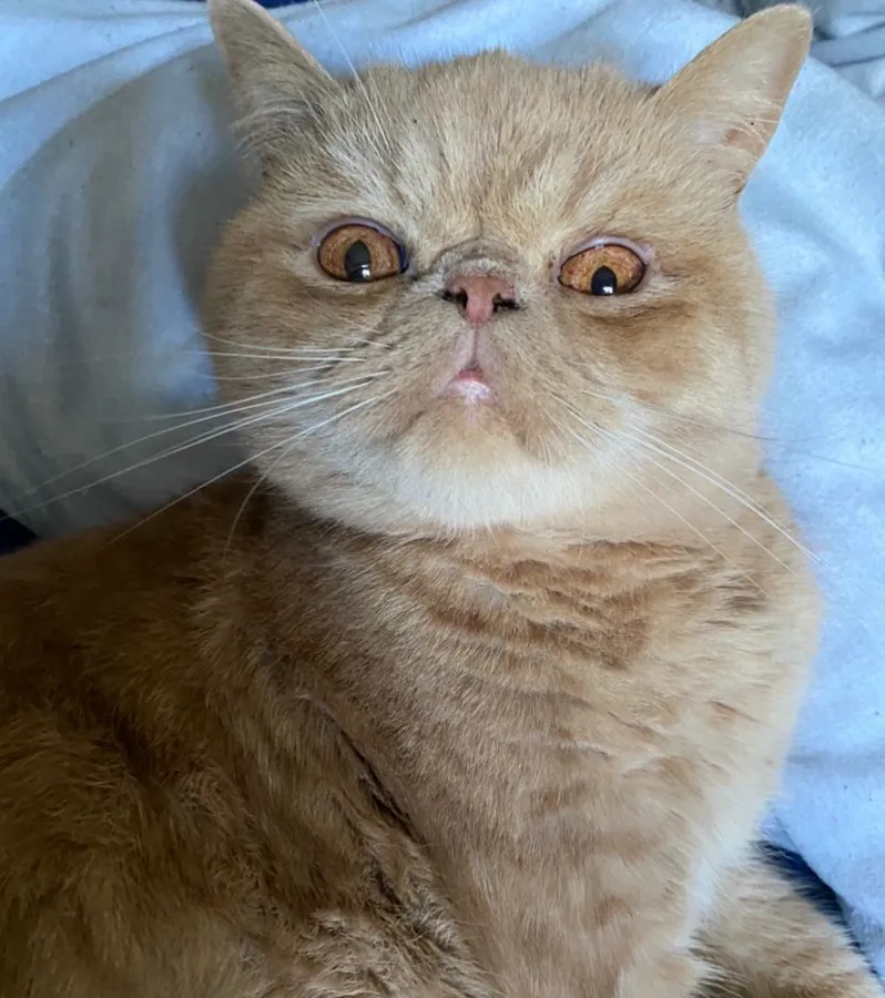Exótico (exotic shorthair): foto de um gato da raça