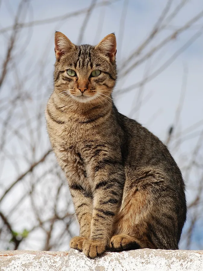 Gato sem raça definida (SRD)